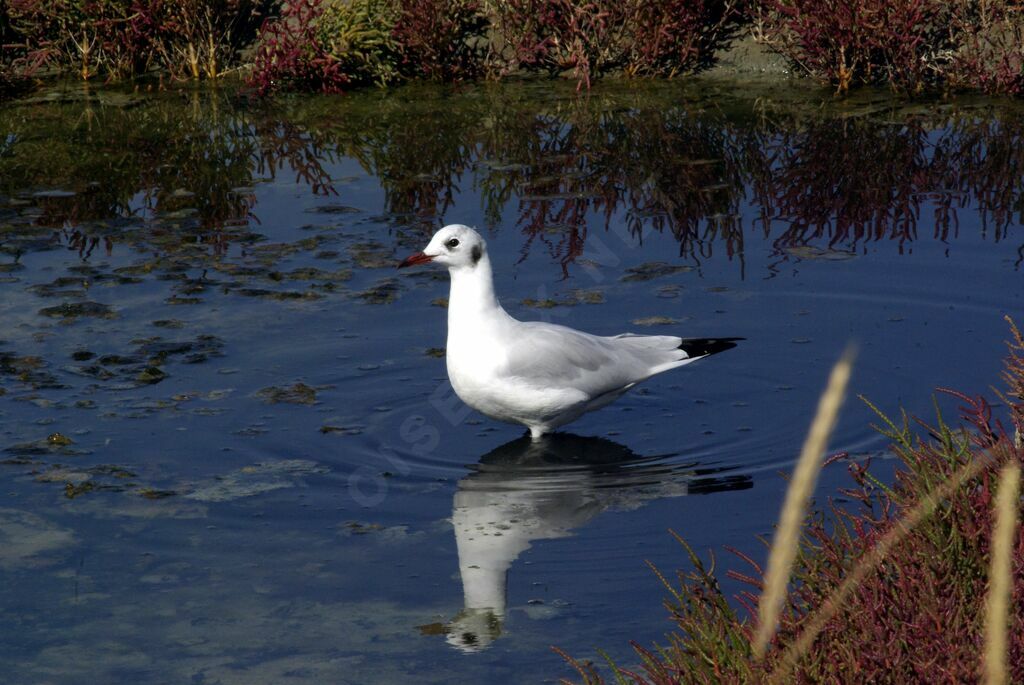 Mouette rieuseadulte internuptial