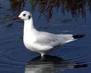 Mouette rieuse