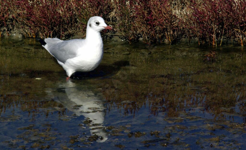 Mouette rieuseadulte internuptial