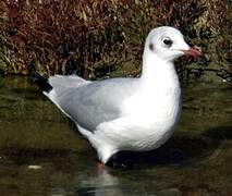 Mouette rieuse