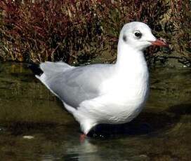 Mouette rieuse