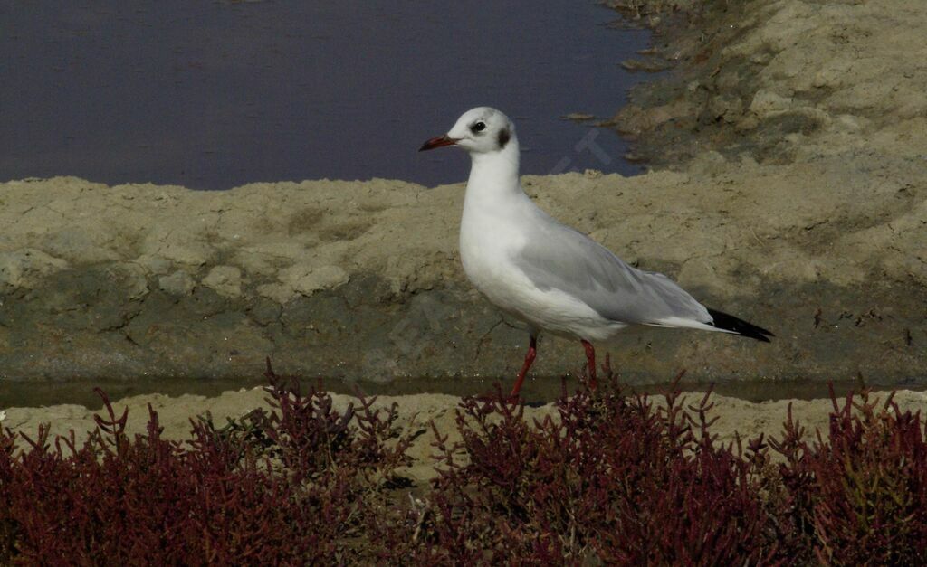 Black-headed Gulladult post breeding