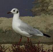 Mouette rieuse