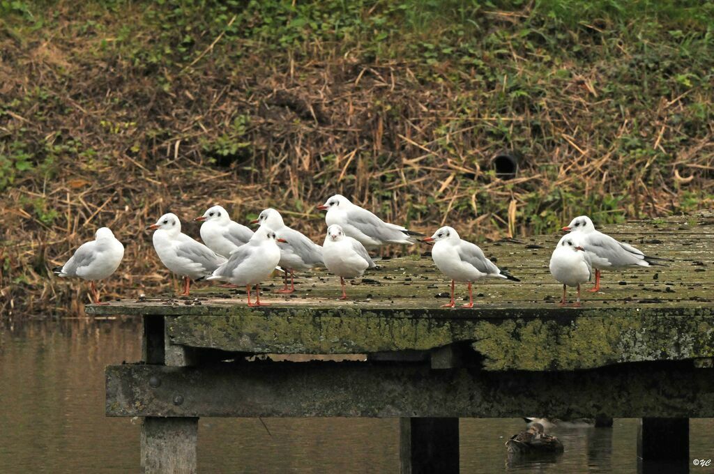 Mouette rieuse