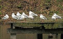 Mouette rieuse