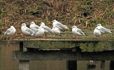 Mouette rieuse