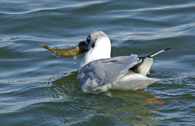 Mouette rieuseadulte