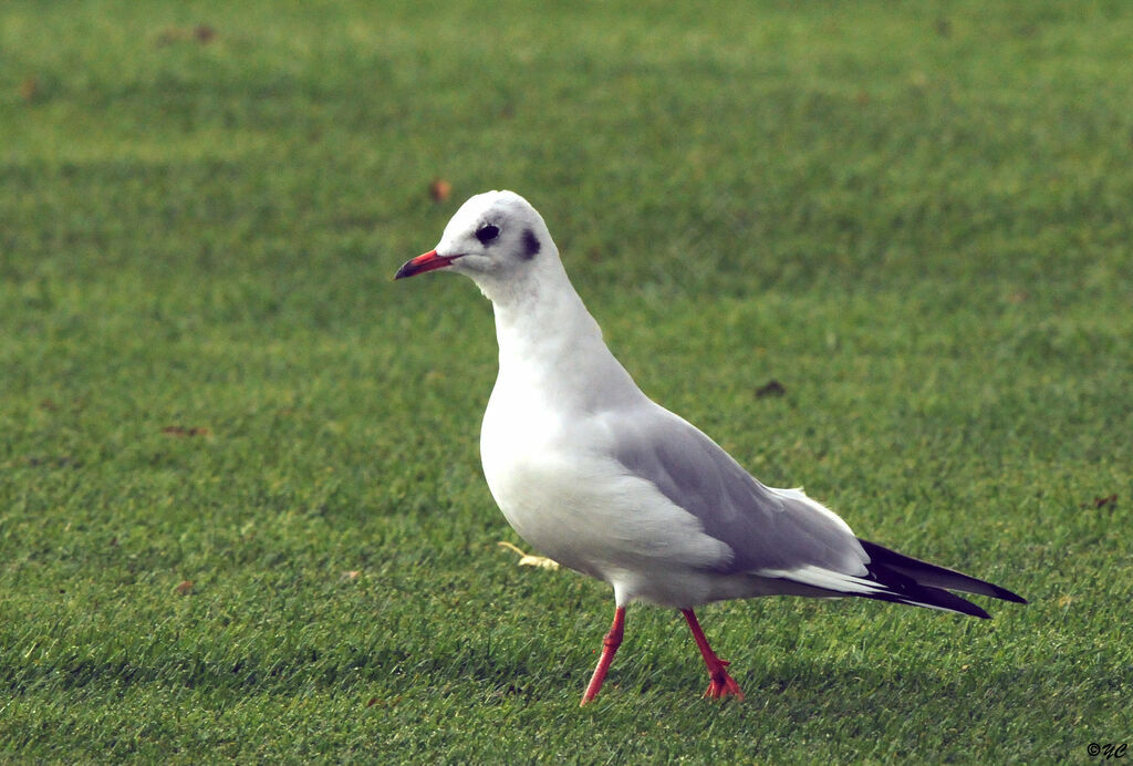 Black-headed Gull