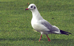 Black-headed Gull