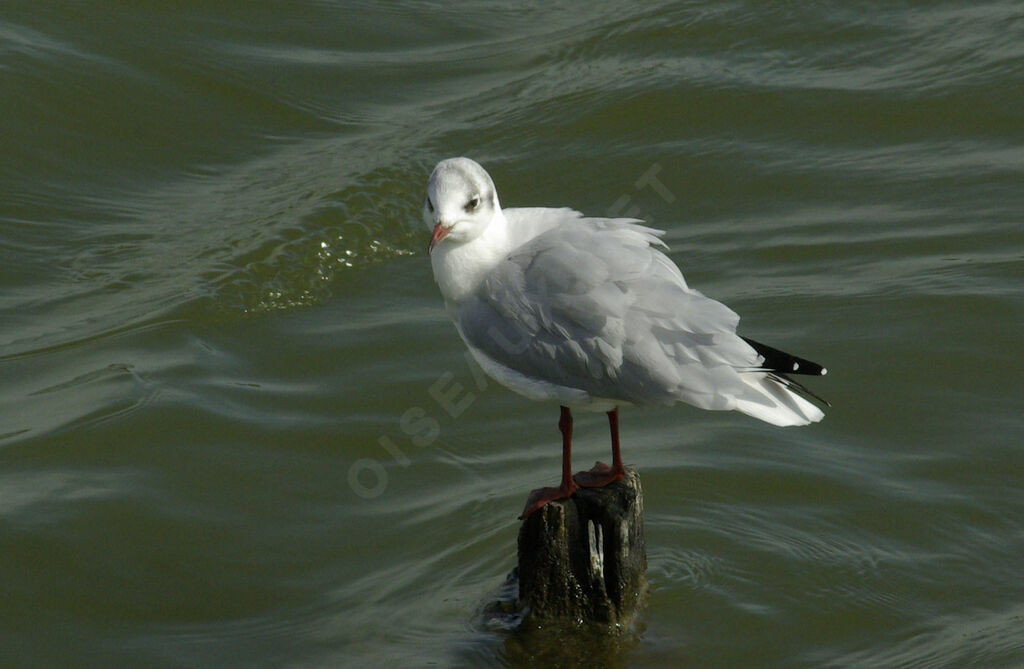 Mouette rieuse