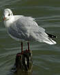 Mouette rieuse