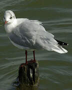 Mouette rieuse