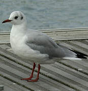 Mouette rieuse