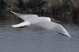 Black-headed Gull