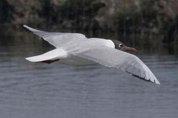 Mouette rieuse