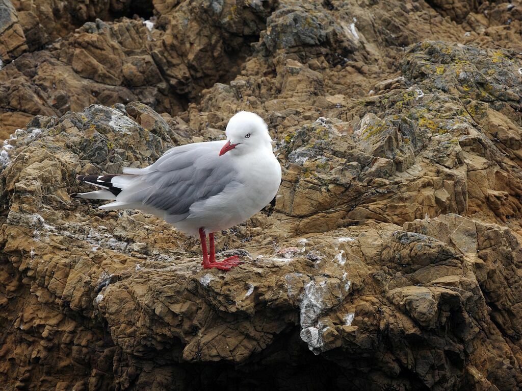 Silver Gull (scopulinus)