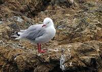 Mouette scopuline