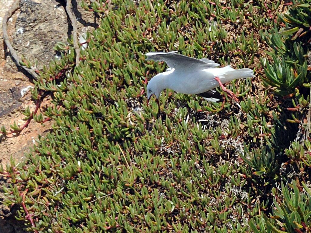 Silver Gull (scopulinus)