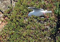 Mouette scopuline