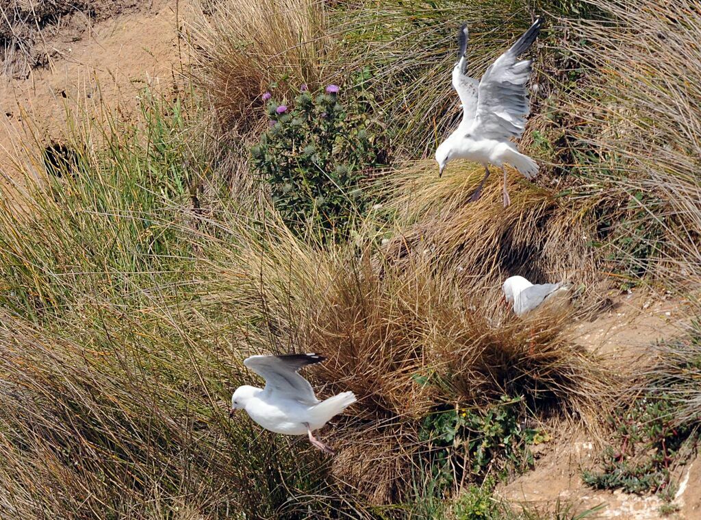 Mouette scopuline