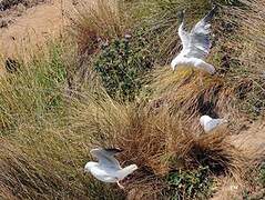 Silver Gull (scopulinus)