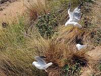 Mouette scopuline