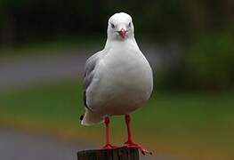 Mouette scopuline