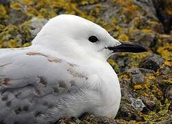 Silver Gull (scopulinus)