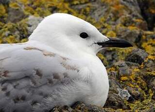 Mouette scopuline