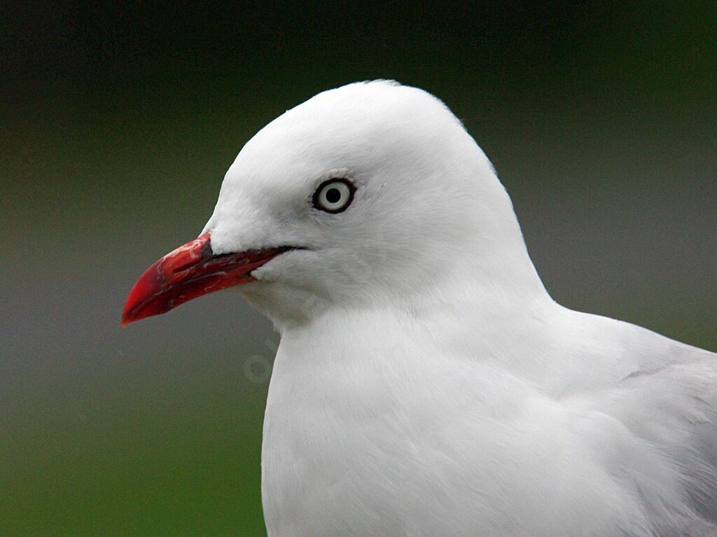 Mouette scopuline