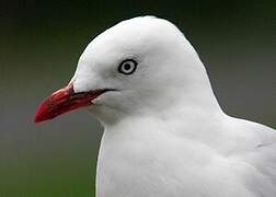 Mouette scopuline