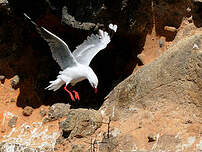 Mouette scopuline