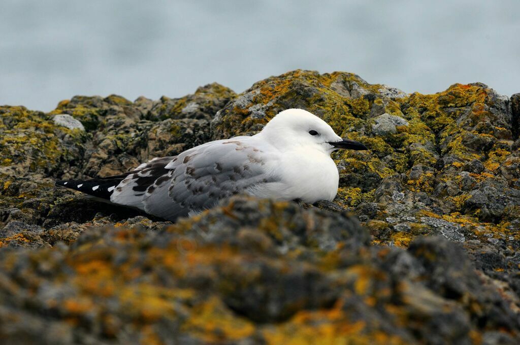 Mouette scopuline