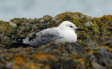 Mouette scopuline