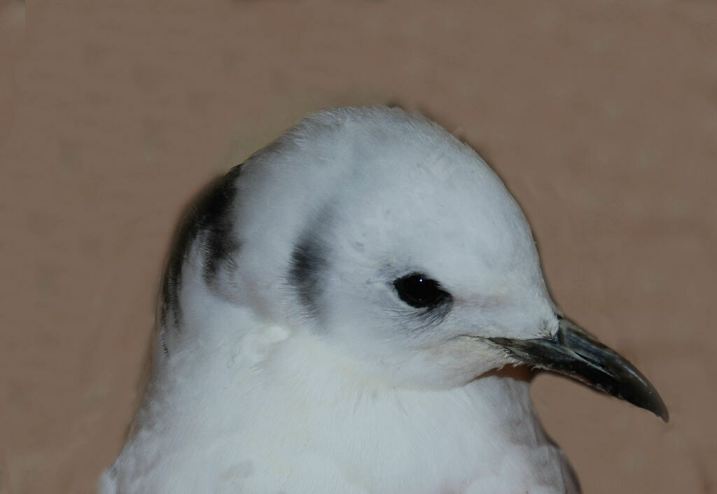 Black-legged Kittiwakeimmature