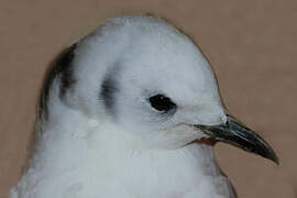 Mouette tridactyle