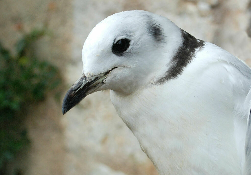 Black-legged Kittiwake