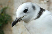 Mouette tridactyle