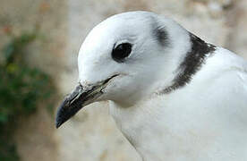 Black-legged Kittiwake