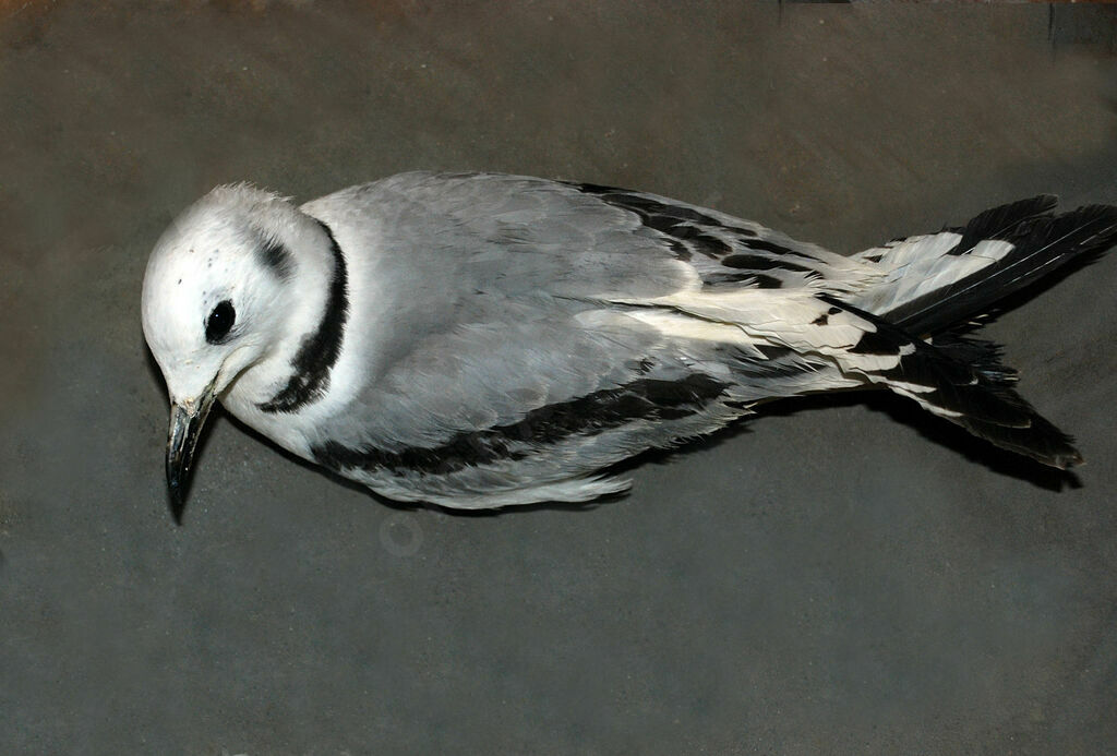 Mouette tridactyle