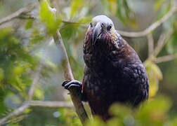 New Zealand Kaka