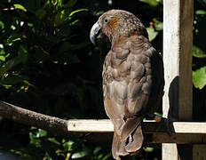 New Zealand Kaka