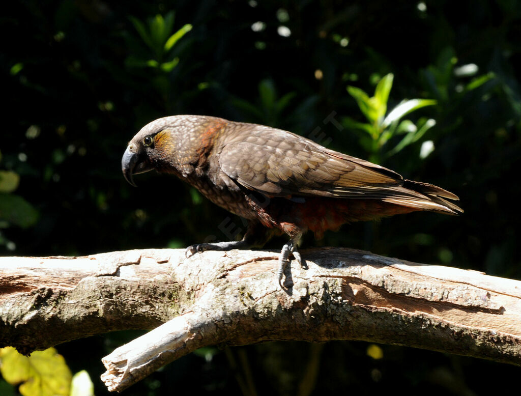 New Zealand Kaka