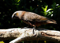 New Zealand Kaka