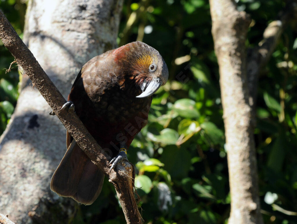 New Zealand Kaka