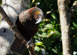 New Zealand Kaka