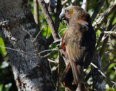 New Zealand Kaka