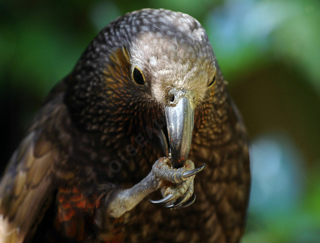 New Zealand Kaka