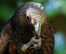 New Zealand Kaka