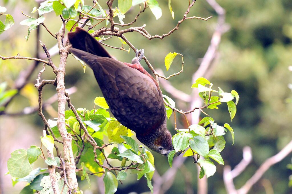 New Zealand Kaka